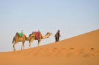 Kamelen in de woestijn van Marokko