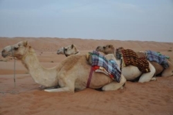 Kamelen op rij