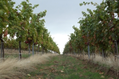 Wijngaard in Roemenië