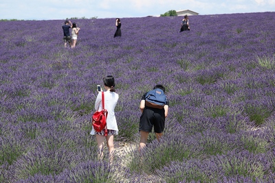 Lavendelveld in Zuid-Frankrijk @puuropreis