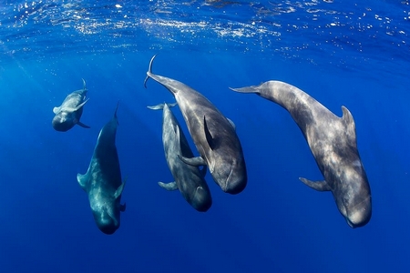Walvissen en dolfijnen spotten bij Tenerife©Cetáceos Sur Tenerife