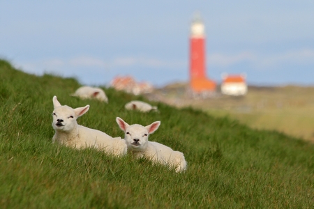 Lammetjes op Texel ©puuropreis_justinsinner